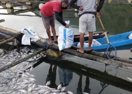 Nusabali.com - ribuan-ikan-mujair-danau-batur-mati-keracunan-belerang