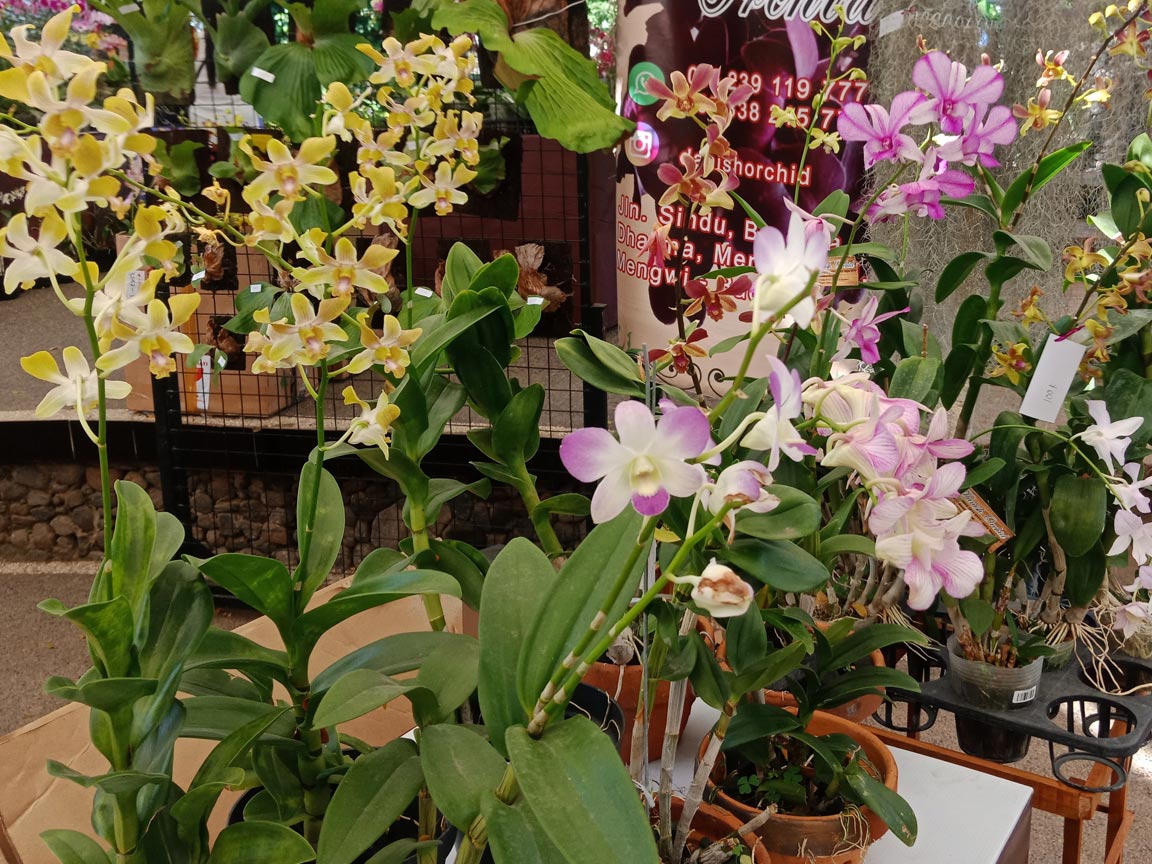 Anggrek cantik dari Danish Orchid Bali - Senggol Bali