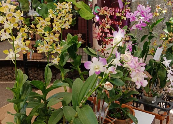 Anggrek cantik dari Danish Orchid Bali - Senggol Bali