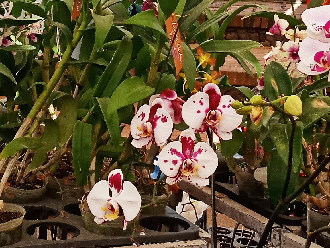 Promo Linda Orchids Harga Menarik - Senggol Bali