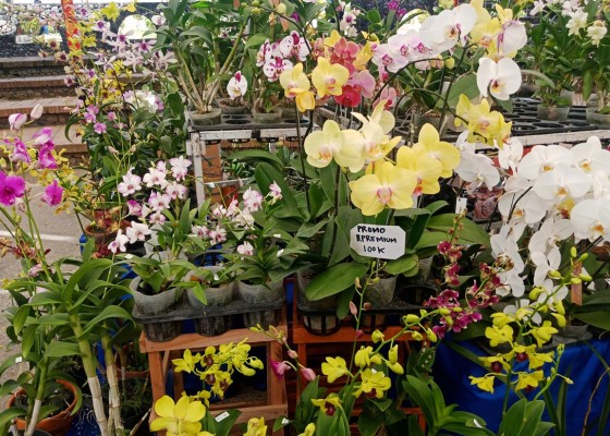 Nusabali.com - promo-linda-orchids-harga-menarik