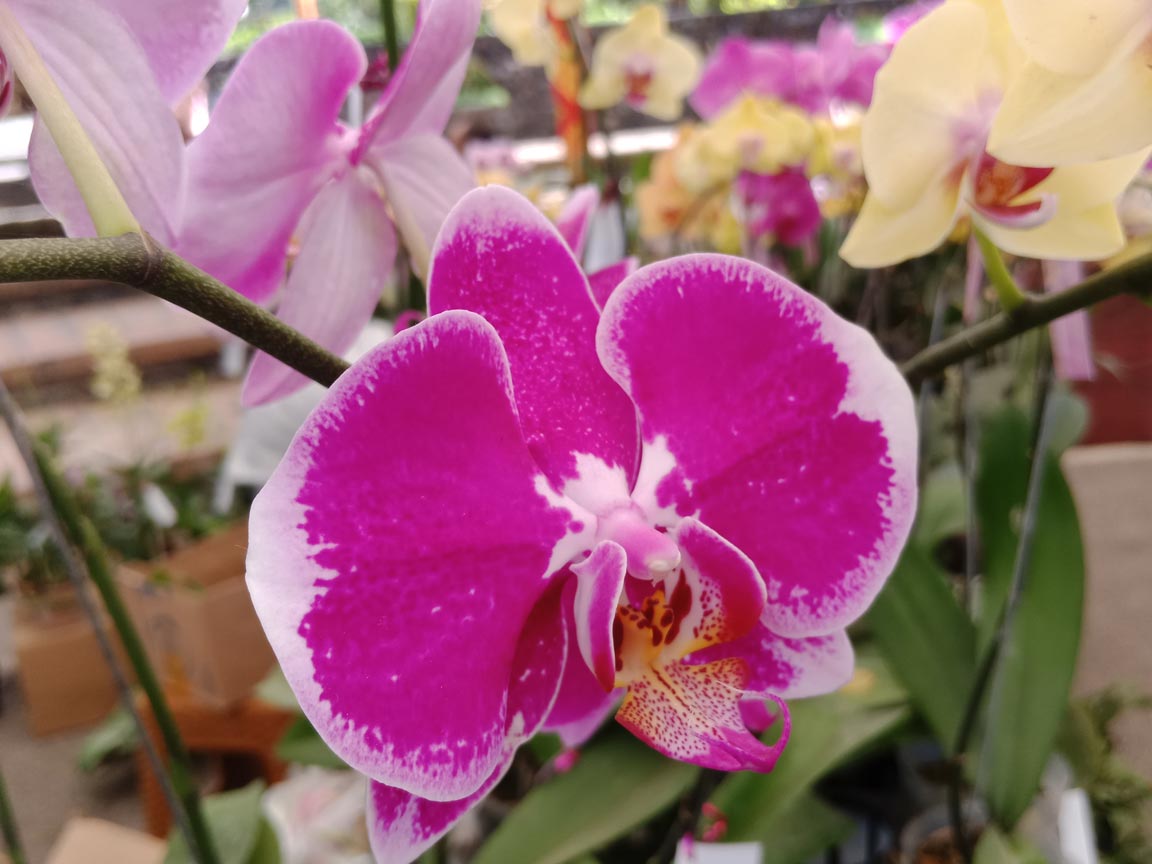 Damara Orchid Menjual Aneka Anggrek Cantik - Senggol Bali