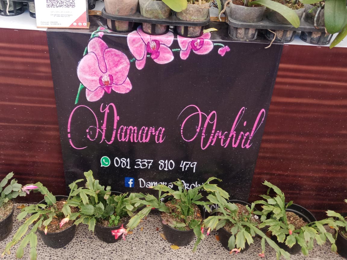 Damara Orchid Menjual Aneka Anggrek Cantik - Senggol Bali