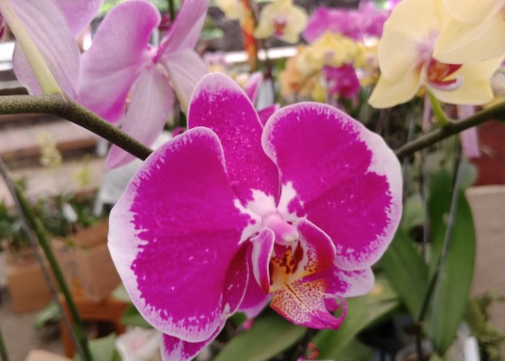 Nusabali.com - damara-orchid-menjual-aneka-anggrek-cantik