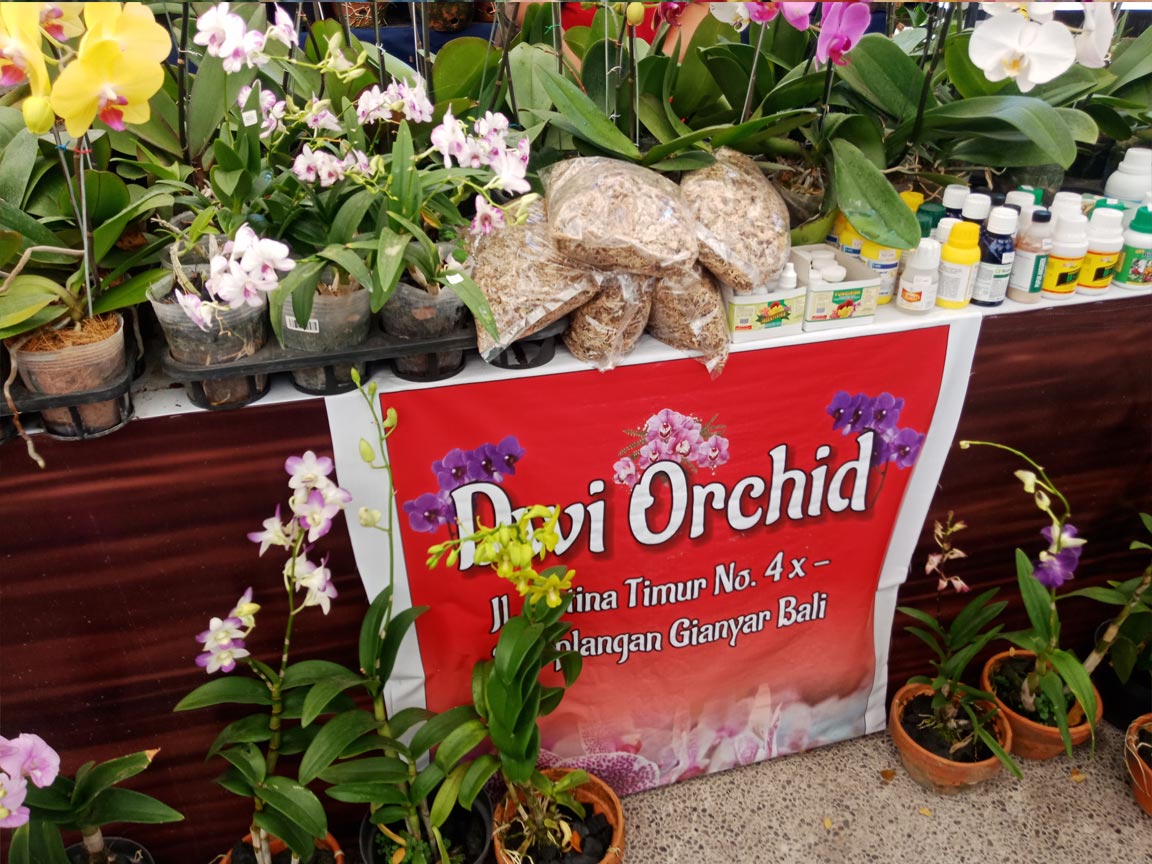 Dwi Orchid Sedia Aneka Anggrek Aneka Warna - Senggol Bali