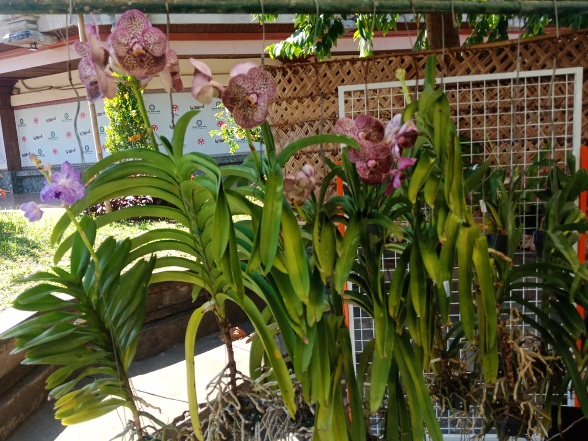 Promo Anggrek Milo Bali Orchids  - Senggol Bali