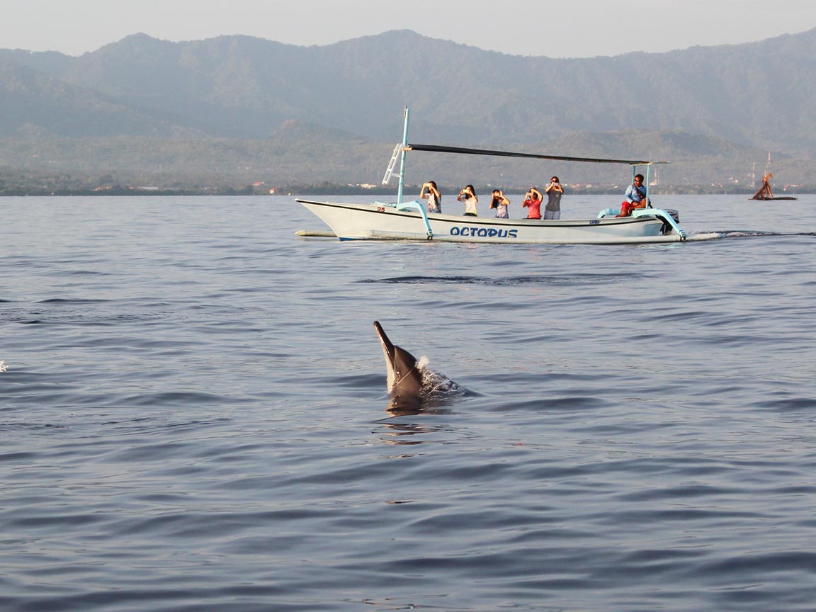 Harga Promo Sewa Perahu Dolphin Lumba-lumba di Lovina Singaraja Bali - Senggol Bali