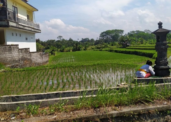 Dijual Tanah Di Jalan Raya Siangan Gianyar Harga Murah - Senggol Bali